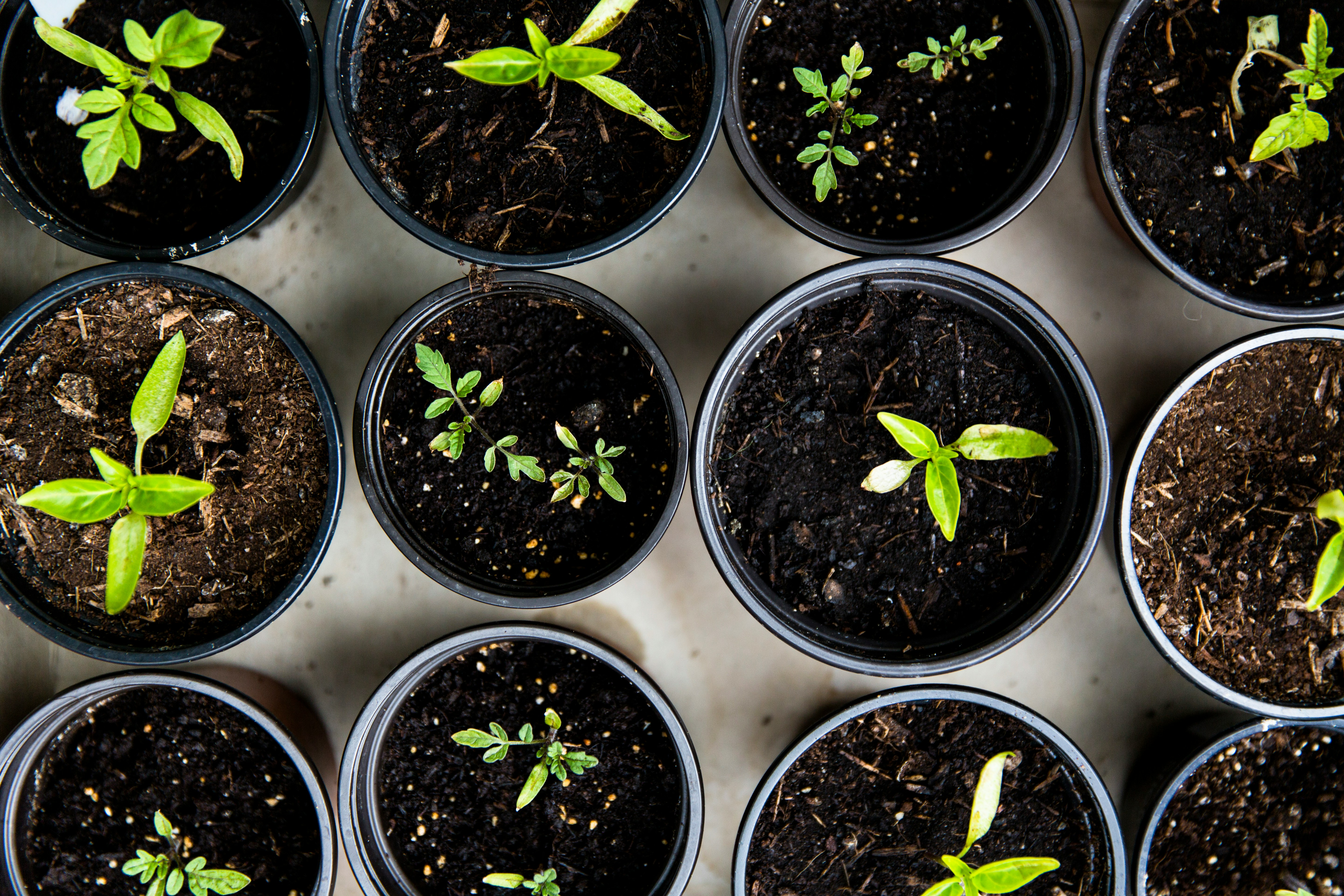 Essential Soil Tips for a Healthy Garden
